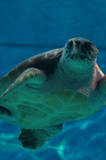 Aquarium Sevilla: Eintrittskarte