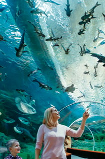 Poema del Mar - Ενυδρείο Gran Canaria: Εισιτήριο παράκαμψης της ουράς