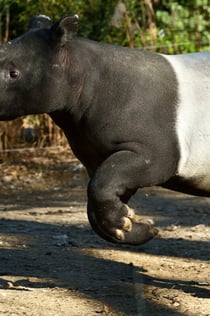 Dierentuin Ménagerie du Jardin des Plantes: Skip The Line