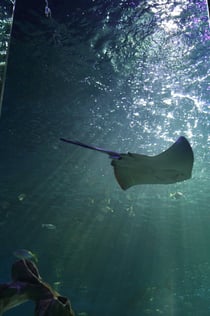 SEA LIFE BLACKPOOL: Vstupenka
