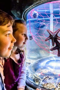 SEA LIFE Brighton: Κανονικό εισιτήριο