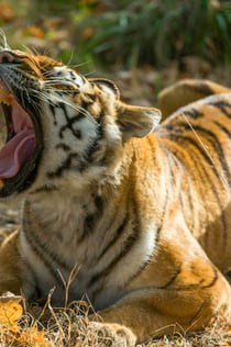 Wow Safari Thoiry: Gå förbi kön