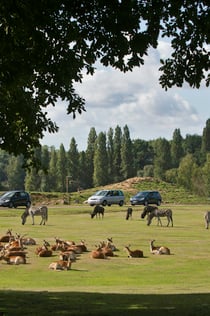 Wow Safari Thoiry: Gå förbi kön