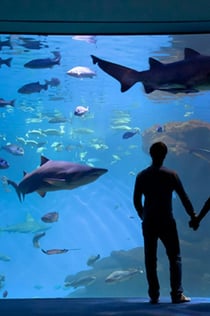 L'Aquàrium de Palma: Tiquet sense cues