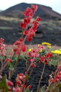 Etna: Udflugt fra Catania