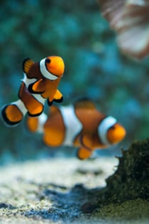 SEA LIFE贝纳尔马德纳: 门票