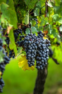 Saint-Émilion Village: Halvdagstur med vin fra Bordeaux