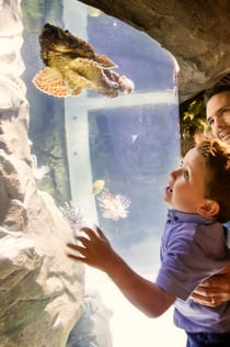 Exploris Aquarium: Biglietto d'ingresso