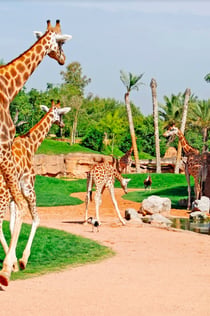 Bioparc Valencia: Fast track-ticket