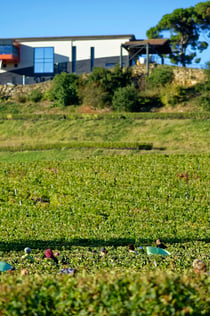 Château La Croizille: Croilleille: Ξενάγηση + γευσιγνωσία κρασιού