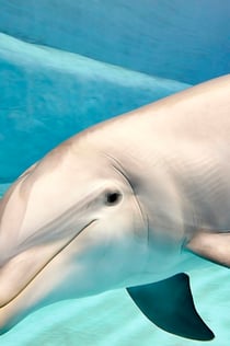 Oceanogràfic & Wetenschapsmuseum: toegangsticket