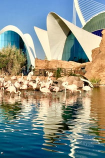 Oceanogràfic & Wetenschapsmuseum: toegangsticket