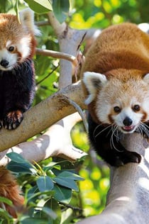 Loro Parque: Eintrittskarte + Transport