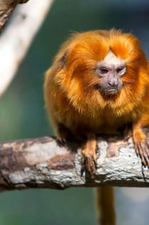 Loro Parque: Eintrittskarte + Transport