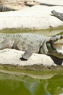 Crocodile Park Torremolinos: Entrada