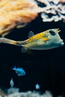 Aquarium du Grand Lyon : Billet d'entrée