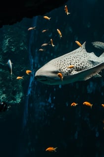 Aquarium du Grand Lyon : Billet d'entrée