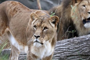 Ogród zoologiczny ARTIS w Amsterdamie