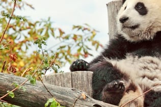 Schönbrunn Zoo