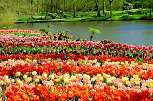 Tulpenfestival Keukenhof Amsterdam