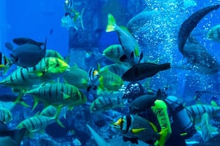 로스트 챔버스 수족관