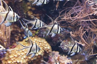 Aquarium of Genoa