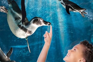 カットーリカ水族館