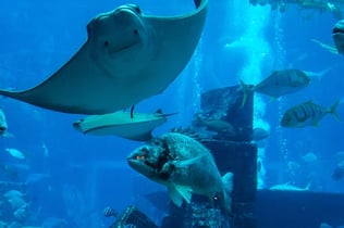 두바이 수족관 & 수중 동물원