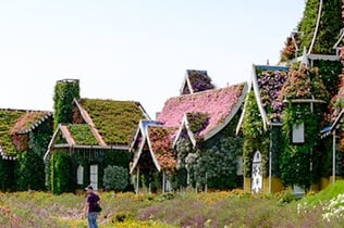 두바이 미라클 가든