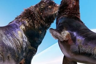 두바이 돌고래 수족관