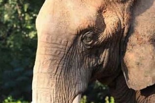 두바이 사파리 파크