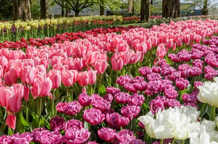 Dagsturer från Amsterdam till Keukenhof