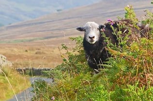 Ξενάγηση στην Πόλη Windermere