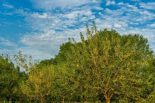 塞格拉泰