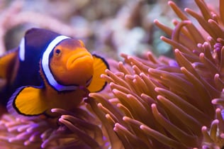 SEA LIFE Munich: Entry Ticket