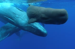 Whale and Dolphin Watching Cruise from Ponta Delgada