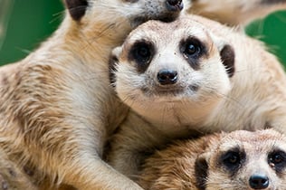 Terra Natura Murcia: Entry Ticket