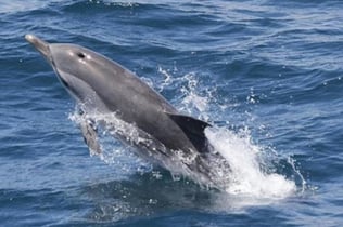 Gibraltar Whale and Dolphin Watching from Seville