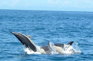 Dolphin Watching Tour from Lisbon