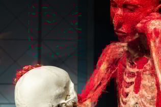 BODY WORLDS Museum Heidelberg - Anatomy of Happiness