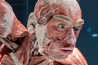 BODY WORLDS Berlin - The First Museum of BODY WORLDS