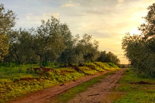 Olive Oil Farm from Seville: Guided Tour