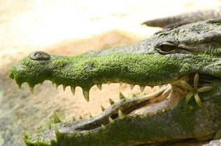 La Ferme aux Crocodiles: Entry Ticket