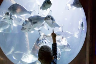 SEA LIFE Speyer: Entry Ticket