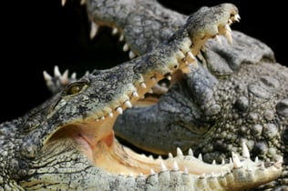 Alligator Bay: Entry Ticket