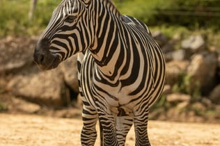 Colchester Zoo: Entry Ticket