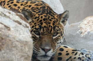 Zoo Koki: Entry Ticket