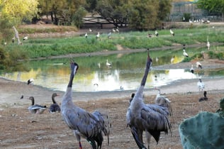 Cañada de los Pájaros Bird Reserve