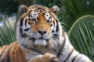 Lisbon Zoo: Fast Track Ticket