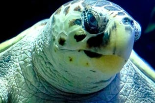 Lanzarote Aquarium: Skip The Line Ticket